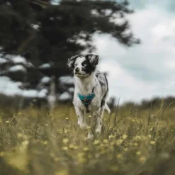 Hunter Divo hundesele S lyseblå/grå just mave 45-56 cm - Let kontrol og høj komfort