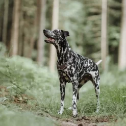 Hunter Divo hundesele S-M brun/grå just mave 52-68 cm - Fleksibel pasform og stabil støtte