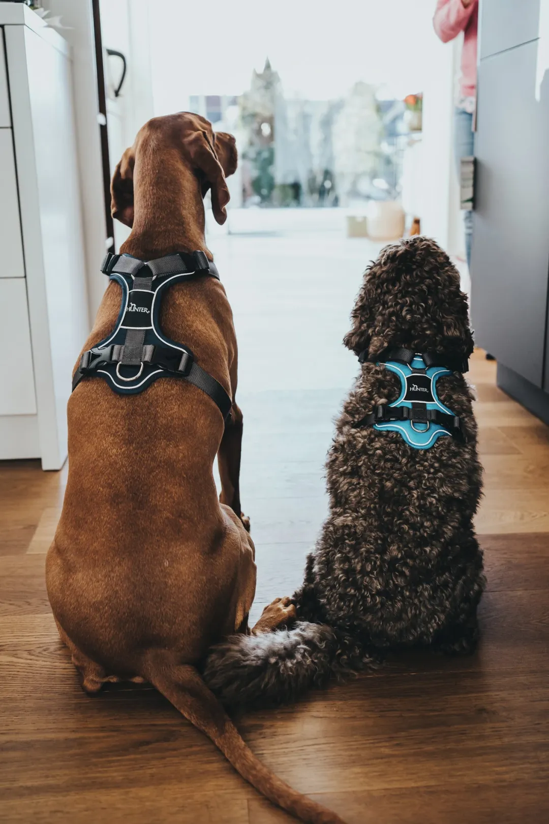 Hunter Divo hundesele S-M lyseblå/grå just mave 52-68 cm - Fleksibel støtte og komfort