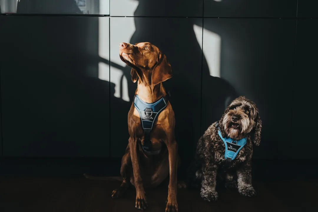 Hunter Divo hundesele S-M lyseblå/grå just mave 52-68 cm - Fleksibel støtte og komfort