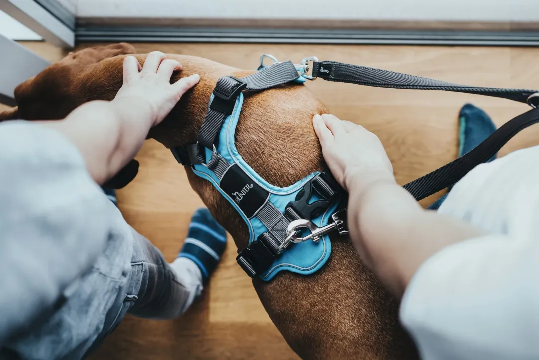 Hunter Divo hundesele S-M lyseblå/grå just mave 52-68 cm - Fleksibel støtte og komfort