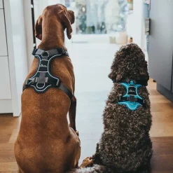 Hunter Divo hundesele S-M petrol/grå just mave 52-68 cm - Stabil støtte og rolig bevægelse