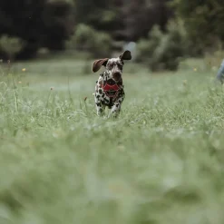 Hunter Divo hundesele S-M rød/grå just mave 52-68 cm - Fleksibel støtte til aktive ture