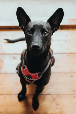Hunter Divo hundesele S-M rød/grå just mave 52-68 cm - Fleksibel støtte til aktive ture
