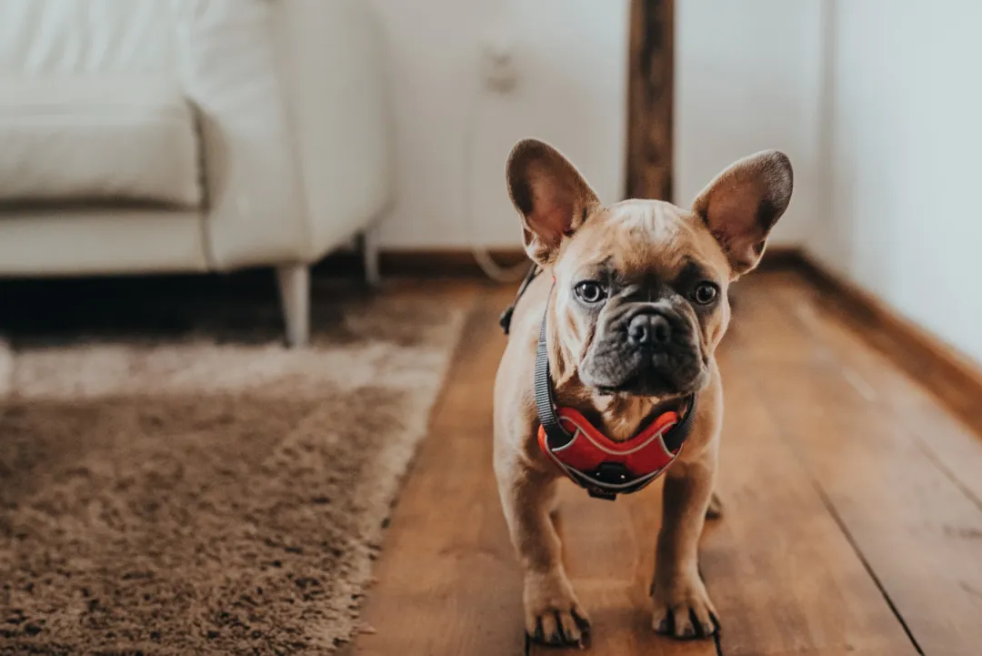 Hunter Divo hundesele S rød/grå just mave 45-56 cm - Smidig pasform og stabil kontrol