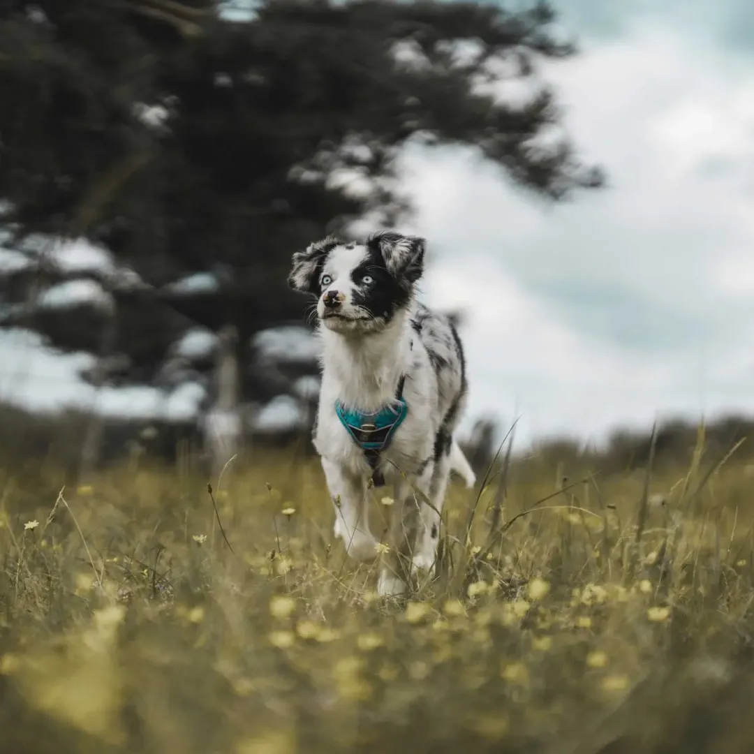 Hunter Divo hundesele XS lyseblå/grå just mave 34-47 cm - Let pasform og høj komfort