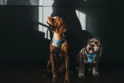 Hunter Divo hundesele XS lyseblå/grå just mave 34-47 cm - Let pasform og høj komfort