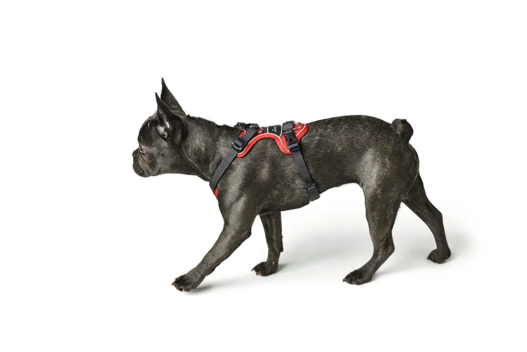 Hunter Divo hundesele XS rød/grå just mave 34-47 cm - Let pasform og tryg kontrol
