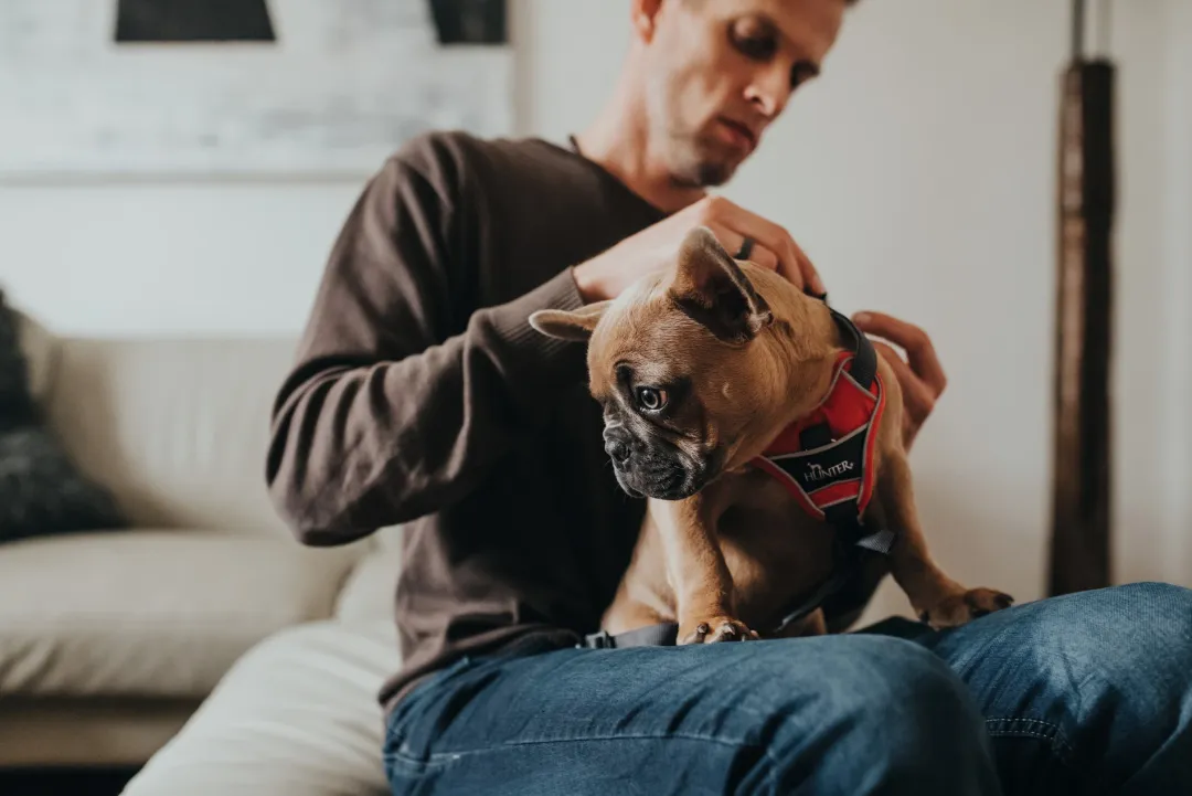 Hunter Divo hundesele XS rød/grå just mave 34-47 cm - Let pasform og tryg kontrol