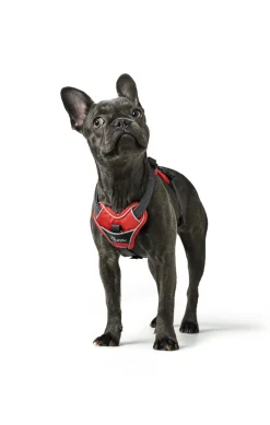 Hunter Divo hundesele XS rød/grå just mave 34-47 cm - Let pasform og tryg kontrol