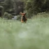 Hunter Divo Up hundesele L petrol/grå just mave 72-100 cm - Stabil kontrol og komfort