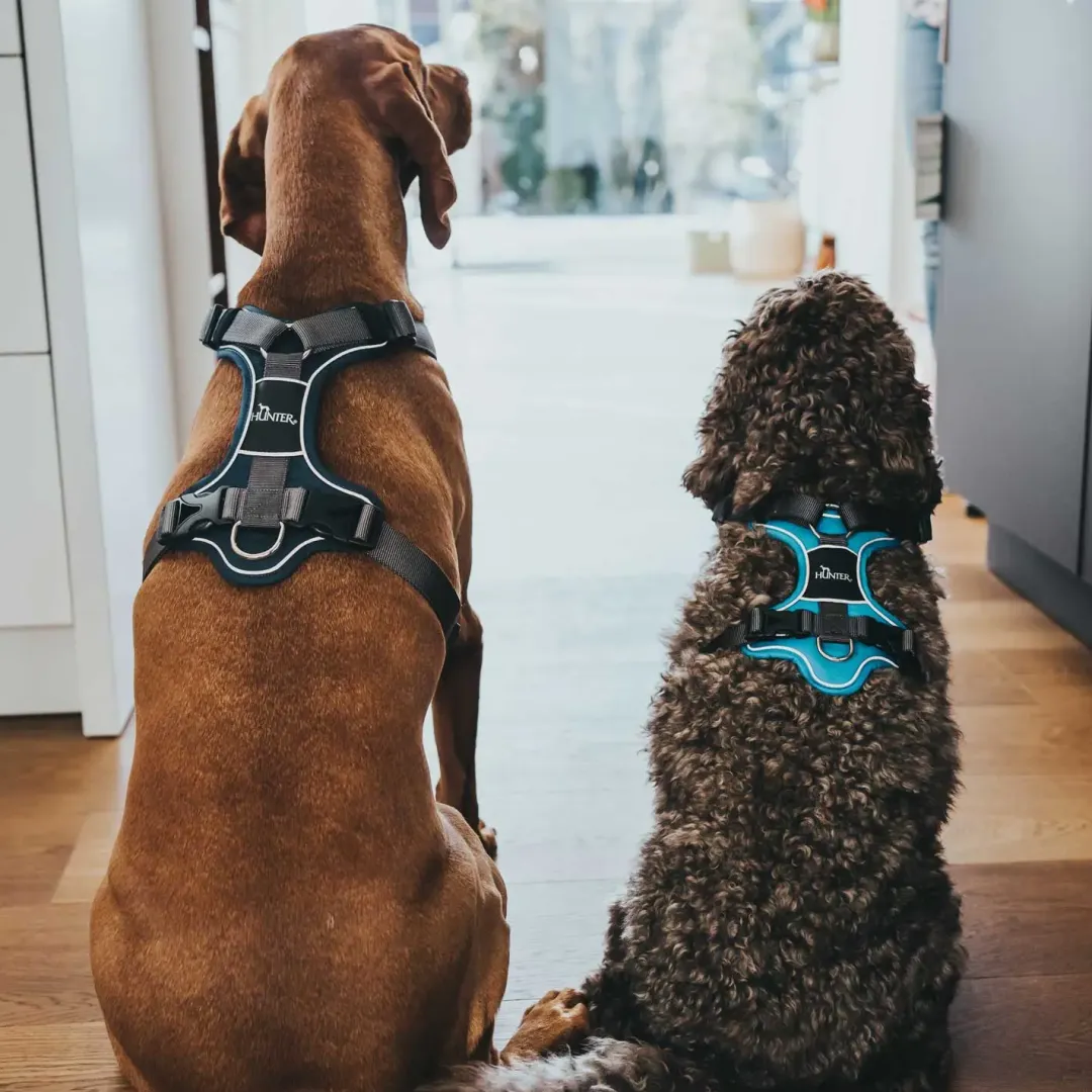 Hunter Divo Up hundesele L petrol/grå just mave 72-100 cm - Stabil kontrol og komfort