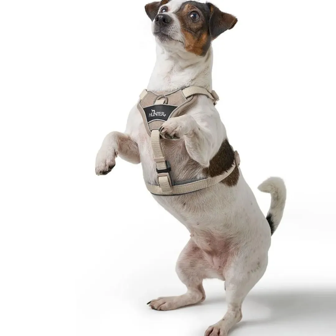 Hunter Divo Up hundesele S beige just mave 45-56 cm - Rolig påtagning og stabil komfort
