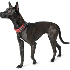 Hunter Halsbånd Divo S Rød/Grå - justerbart hundehalsbånd (25-35 cm, B 4 cm)