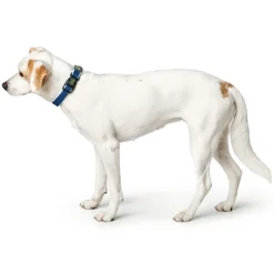 Hunter hunde halsbånd Hilo Blå M-L - justerbart hundehalsbånd (33-50 cm, B 2,5 cm)