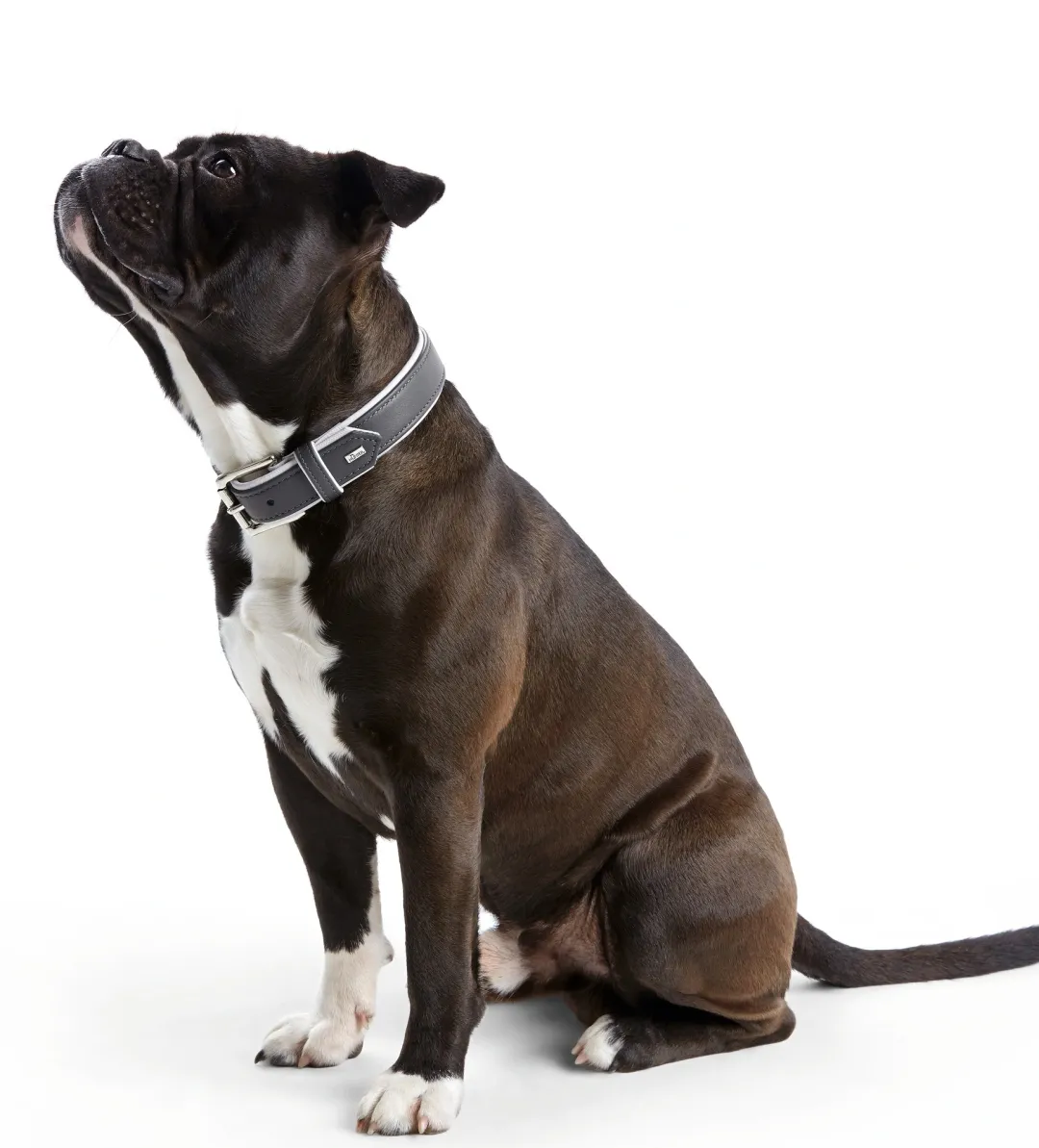 Hunter Hundehalsbånd læder Canada Elg Grå 30 - 21-25 cm