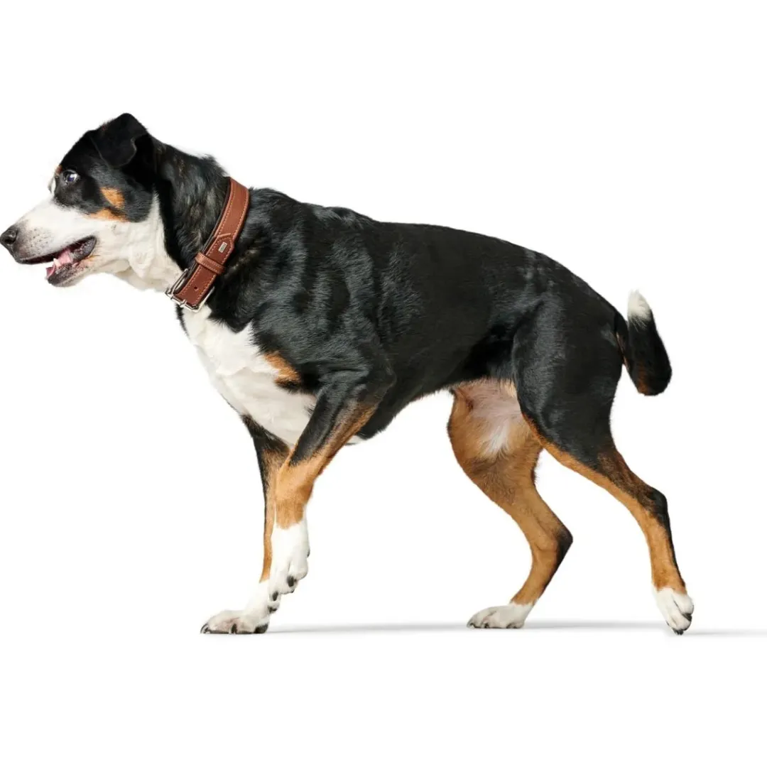 Hunter Hundehalsbånd læder Canada Elg Str.35 Cognac/Sort - 24-30 cm