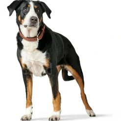Hunter Hundehalsbånd læder Canada Elg Str.35 Cognac/Sort - 24-30 cm