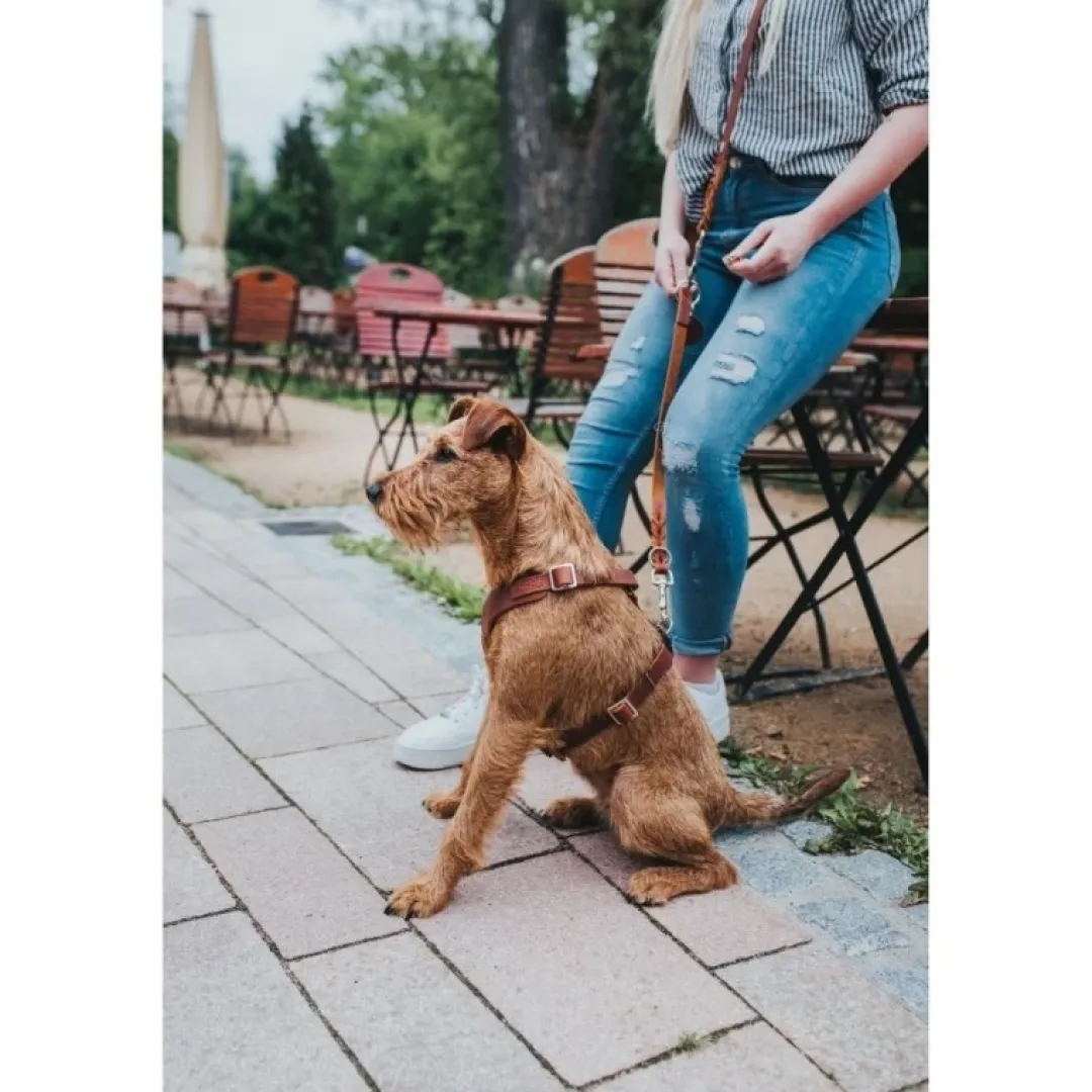 Hunter Hundesele Aalborg cognac S-M/1 - Bryst/hals 44-56 cm