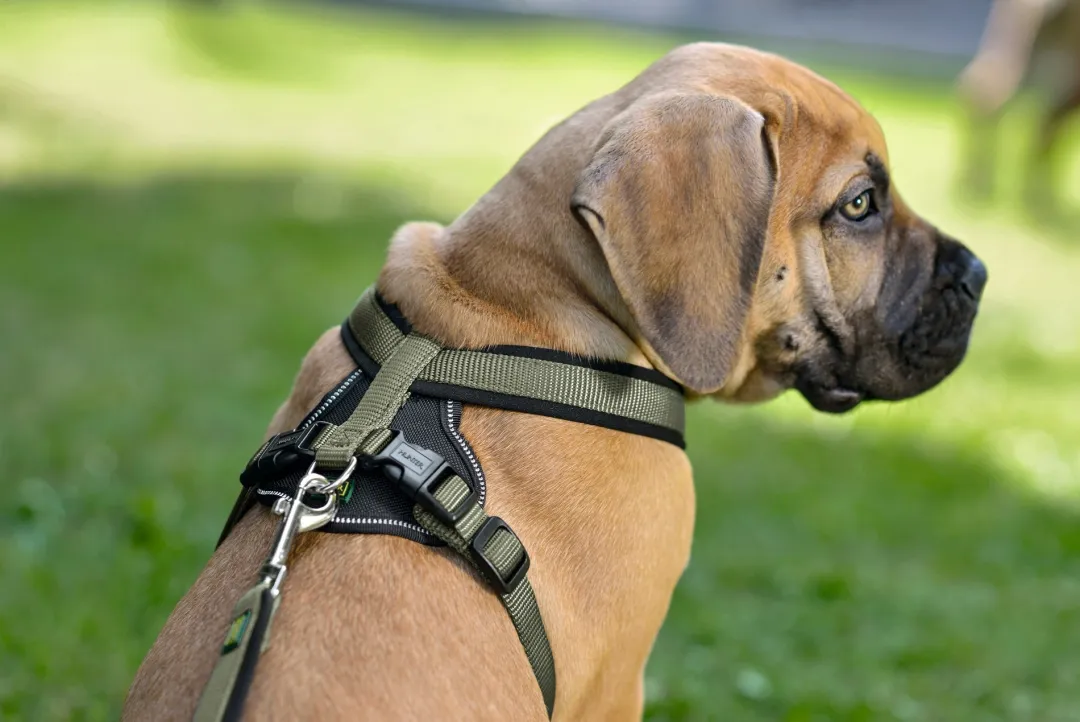 Hunter hundesele Neopren Oliven S længde 45-57 cm 1,5 cm - blød og stabil komfort