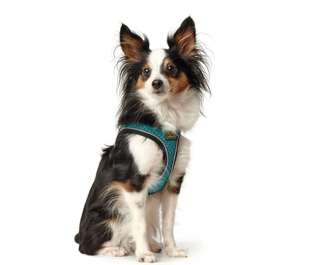 Hunter NY Hilo Comfort hundesele XXS turkis mave/bryst 31-33 cm - Ultralet komfort til små hunde