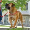 Hunter Retriever hundesnor Freestyle i sort 10 mm 170 cm