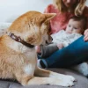 Hunter rundsyet okselæder halsbånd brun 40 - justering 33-37 cm - skånsom komfort til mellemstore hunde