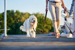 Hunter Sansibar Solid 45 Hundehalsbånd i læder - 34-40 cm