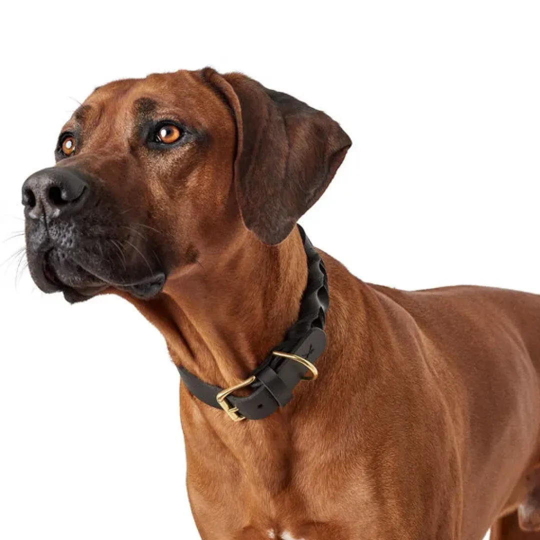 Hunter Sansibar Solid 45 Hundehalsbånd i læder - 34-40 cm