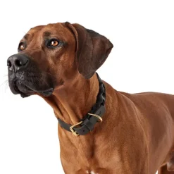 Hunter Sansibar Solid 65 Hundehalsbånd i læder - 52-59 cm
