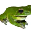 Krybdyr fra hele Verden Hvidlæbet løvfrø ( Litoria infrafrenata)