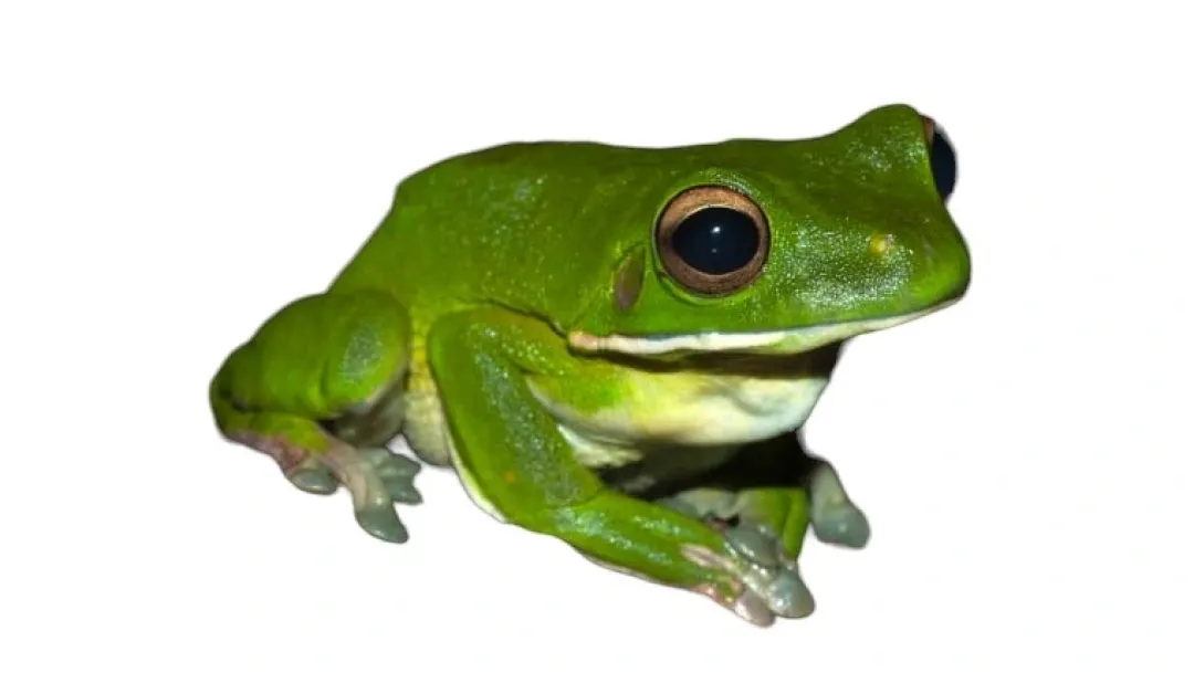 Krybdyr fra hele Verden Hvidlæbet løvfrø ( Litoria infrafrenata)