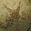 Saltvandsfisk Ikon Søstjerne (Iconaster longimanus)