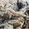 Krybdyr fra hele Verden Israelsk Ørkengecko - Stenodactylus petri