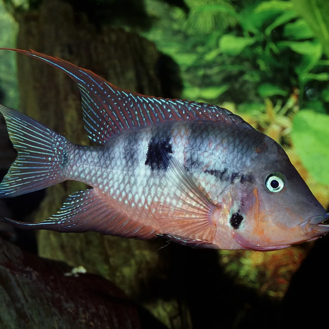 JBL ProNovo Cichlid Grano M 250 ml