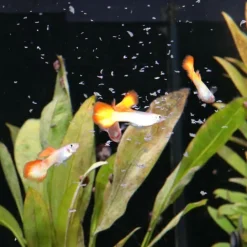 JBL ProNovo Guppy fiskefoder 100 ml Flagefoder