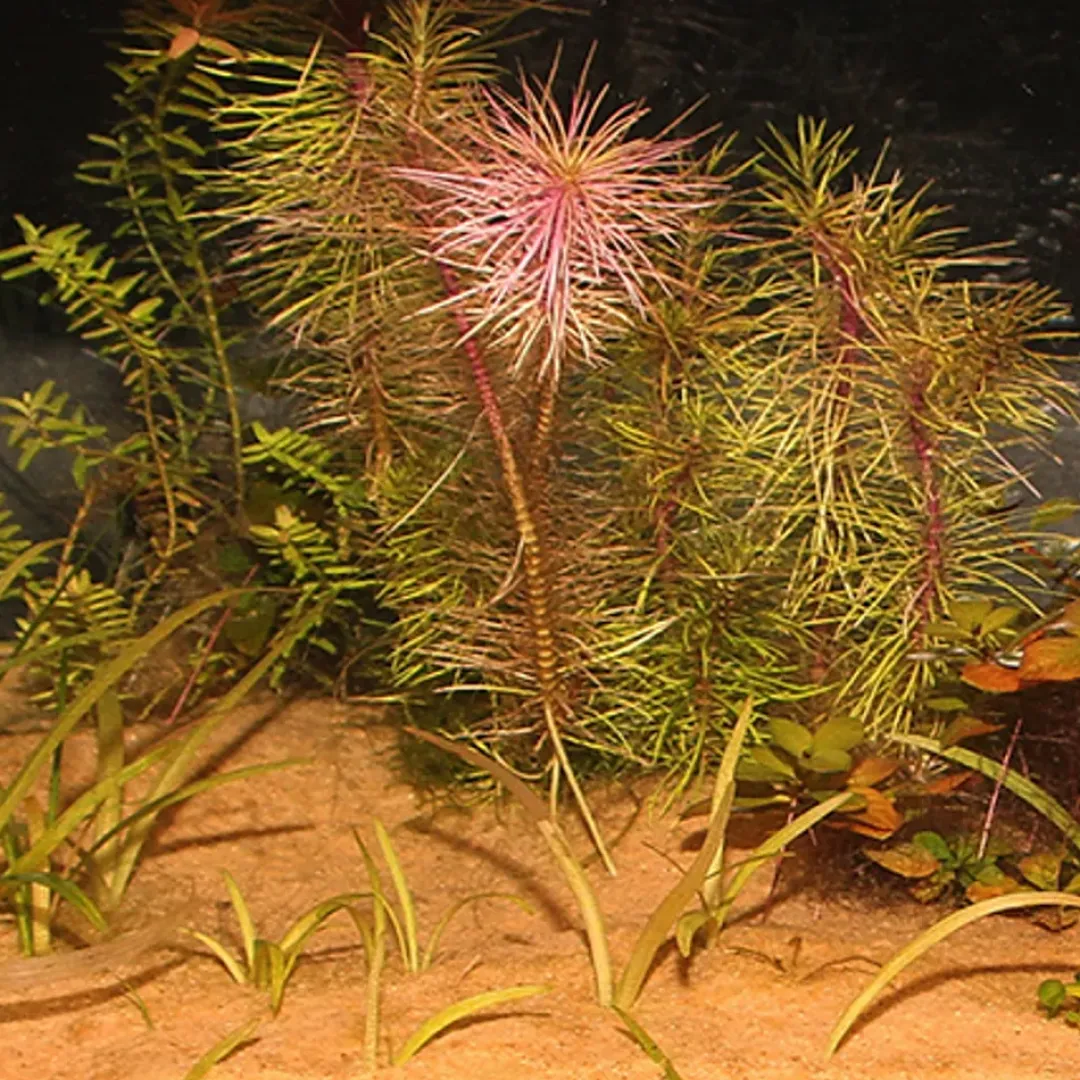 JBL Sansibar Orange 5 kg Akvariegrus
