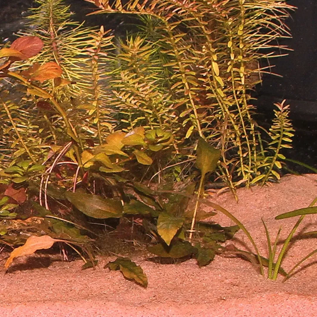 JBL Sansibar Rød 10 kg Akvariegrus