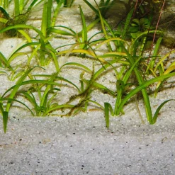 JBL Sansibar River 10 kg Akvariegrus