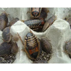 Foder til Krybdyr Kakerlak Dubia 1 stk (Blaptica dubia) Argentina