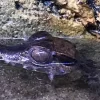 Krybdyr fra hele Verden Kilehovedet Dværg kaiman (Paleosuchus Trigonatus)