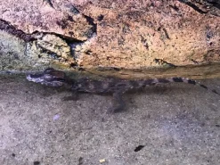 Krybdyr fra hele Verden Kilehovedet Dværg kaiman (Paleosuchus Trigonatus)