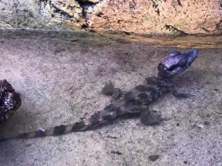 Krybdyr fra hele Verden Kilehovedet Dværg kaiman (Paleosuchus Trigonatus)