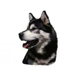 KW Hunde og Katteartikler Klistermærke af Alaskan Malamute Hoved Stor