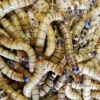 Foder til Krybdyr Kæmpe melorme 100 gram (Zophobas morio)