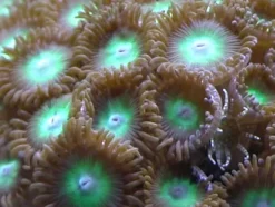 Saltvandsfisk Knapkoral Zoanthus sp. Flotte fra Vietnam