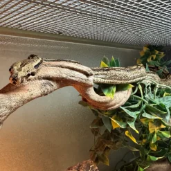 Krybdyr fra hele Verden Kongeboa Arabesque poss Hypo 0,1 - Boa Constrictor