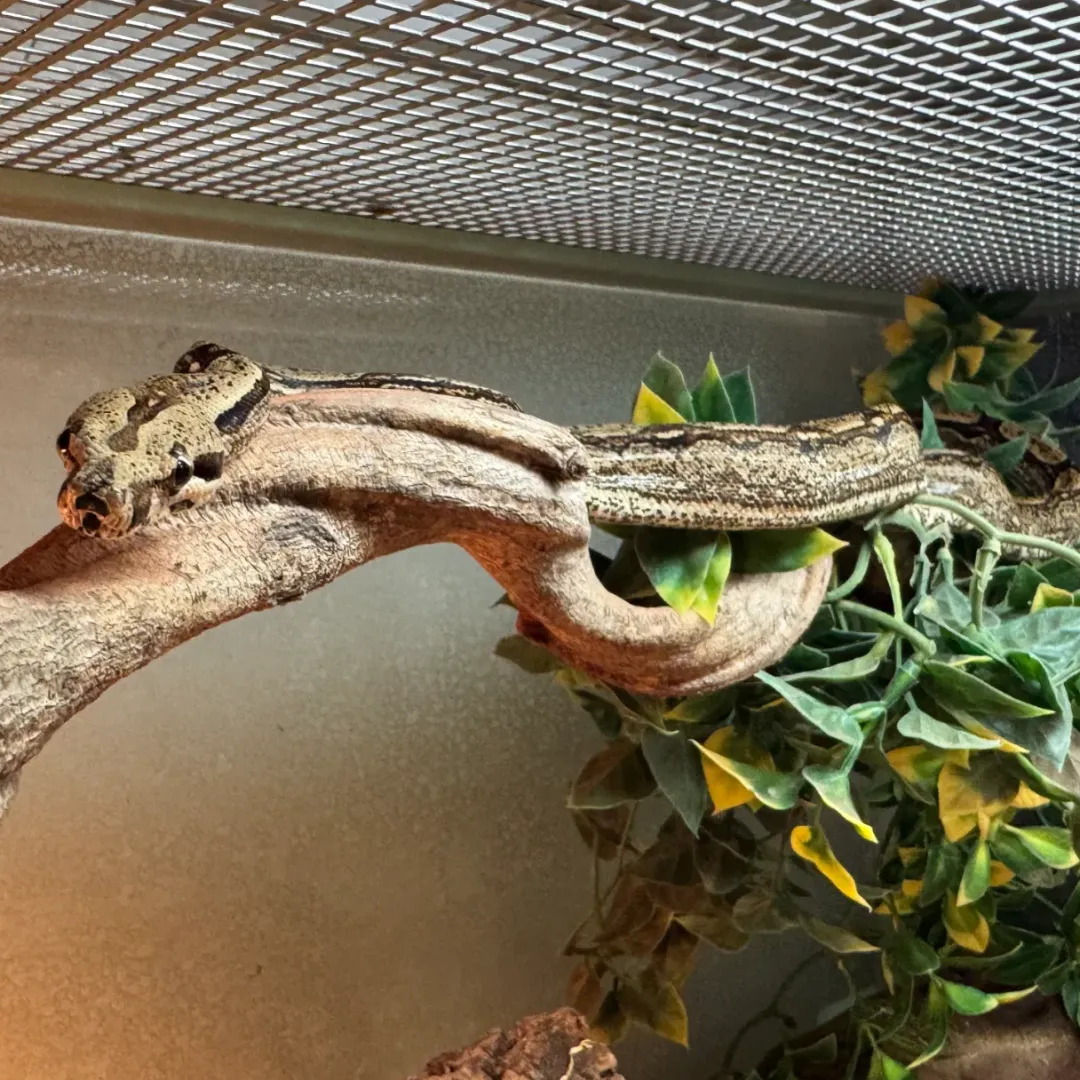 Krybdyr fra hele Verden Kongeboa Arabesque poss Hypo 0,1 - Boa Constrictor