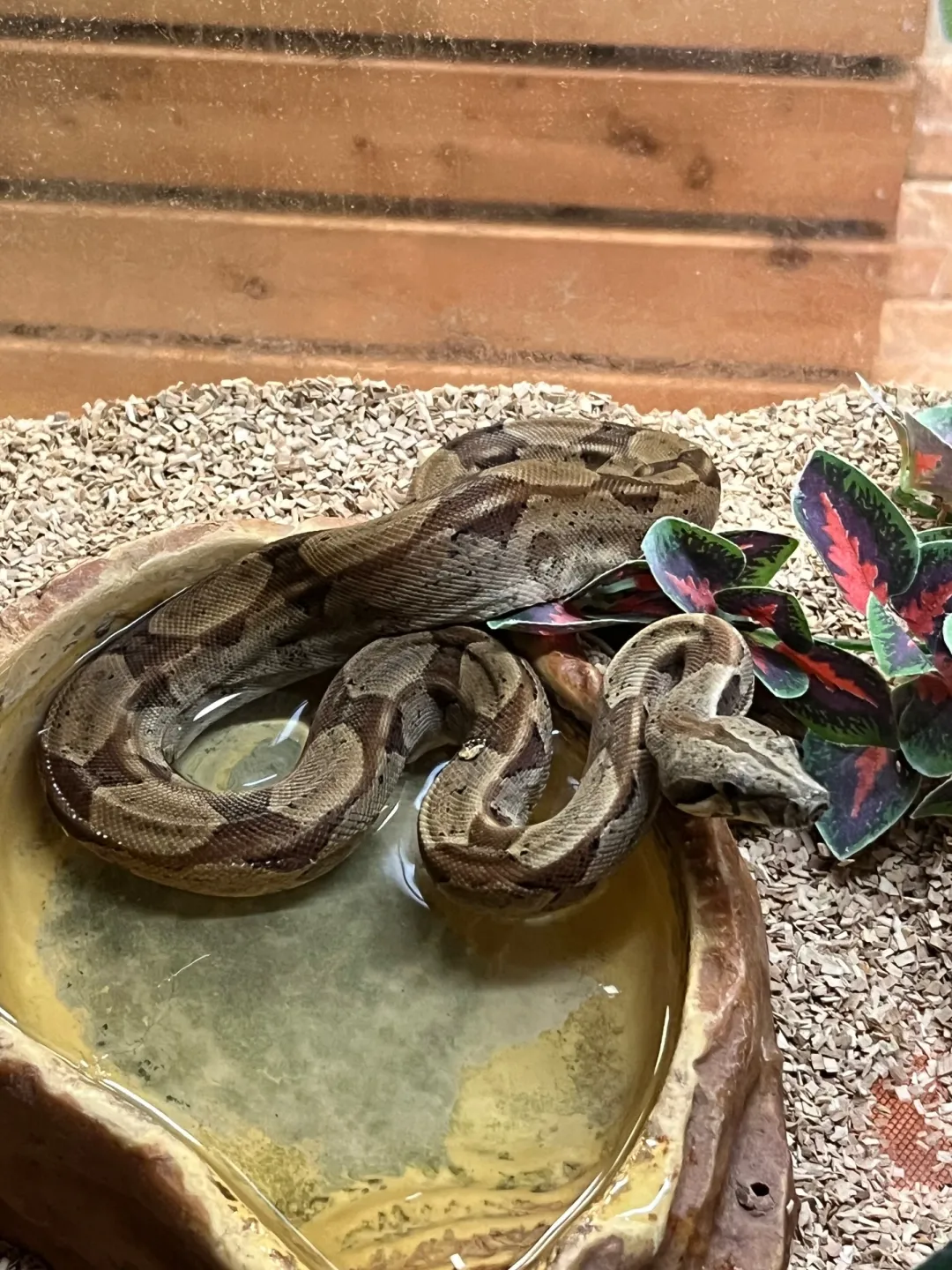 Krybdyr fra hele Verden Kongeboa Hypo 100% Het Moonglow Kahl linie 0,1 - Boa Constrictor imperator