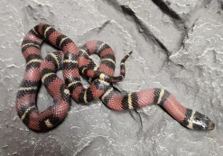 Krybdyr fra hele Verden Kongesnog Jalisco (Lampropeltis Jalisco)